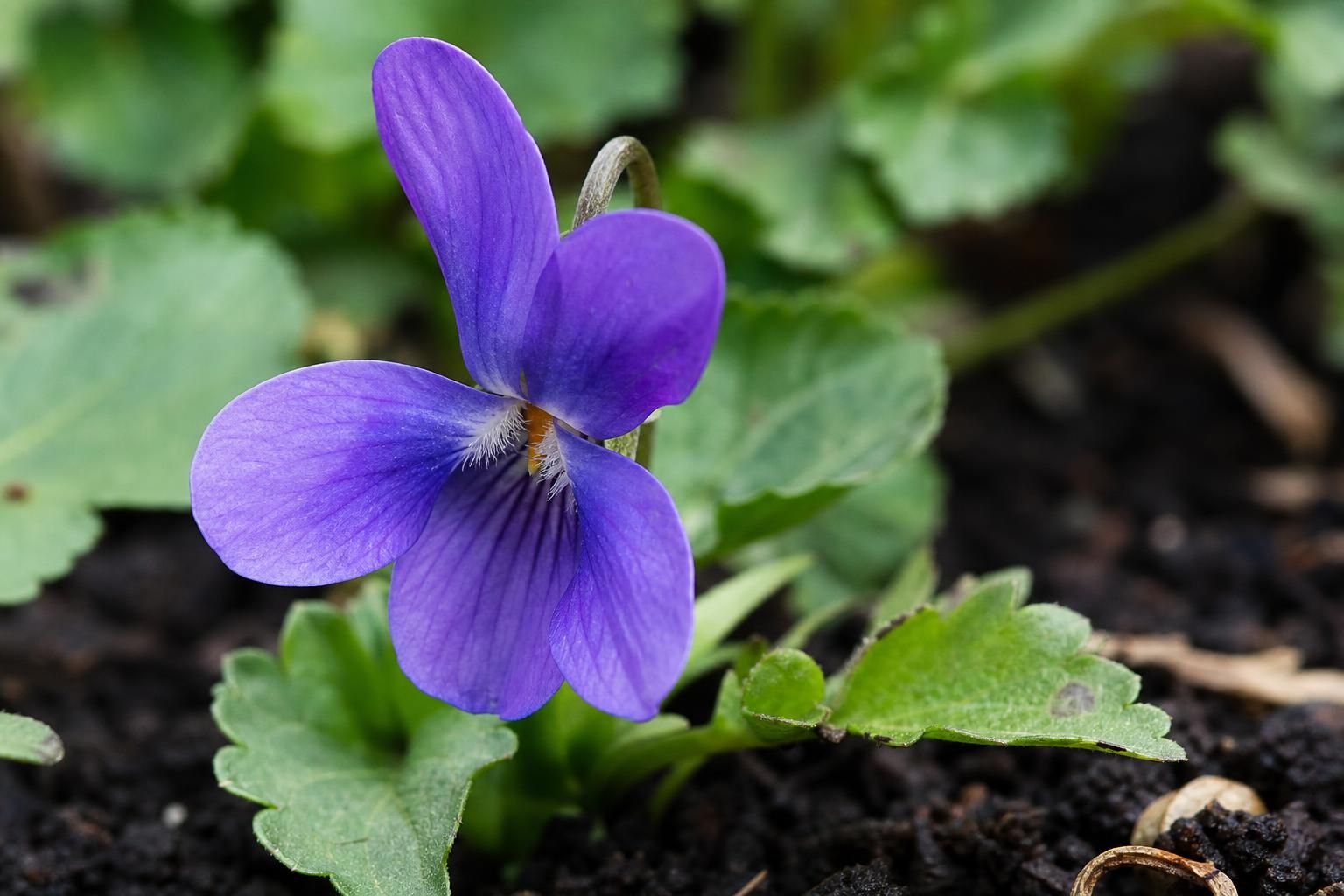 découvrez comment identifier et entretenir la fleur violette, avec nos astuces pratiques pour une culture réussie et épanouie.