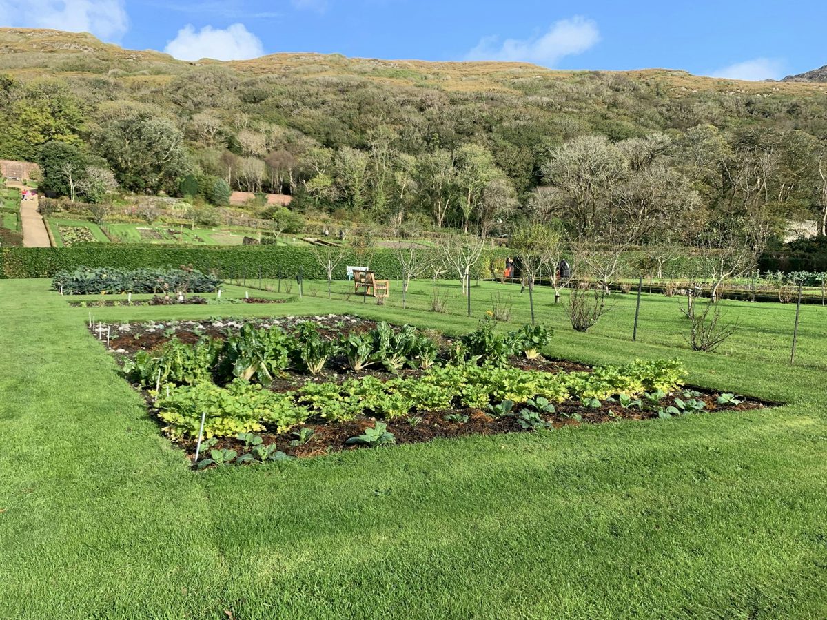 Motobineuse travaillant la terre d'un potager